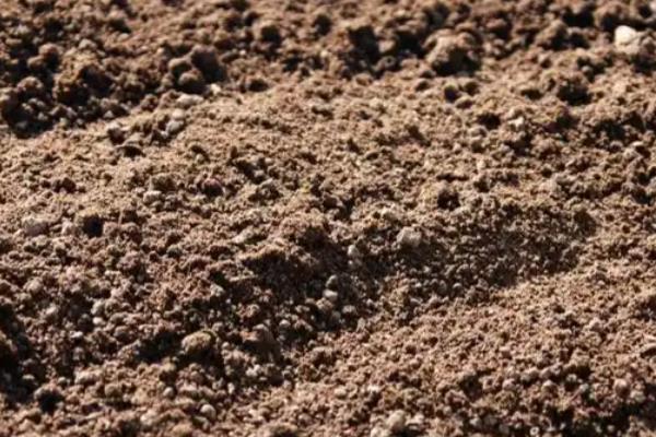 怎么盆栽罗汉松，移植以春季3-4月最好