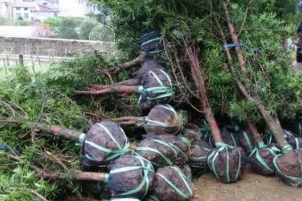 怎么盆栽罗汉松，移植以春季3-4月最好