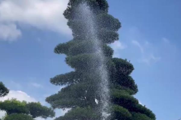 怎么盆栽罗汉松，移植以春季3-4月最好