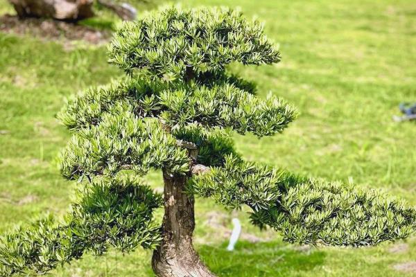 怎么盆栽罗汉松，移植以春季3-4月最好