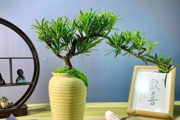 怎么盆栽罗汉松，移植以春季3-4月最好