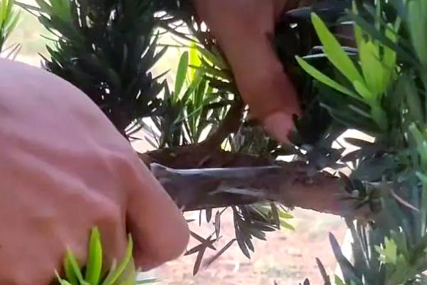 怎么盆栽罗汉松，移植以春季3-4月最好