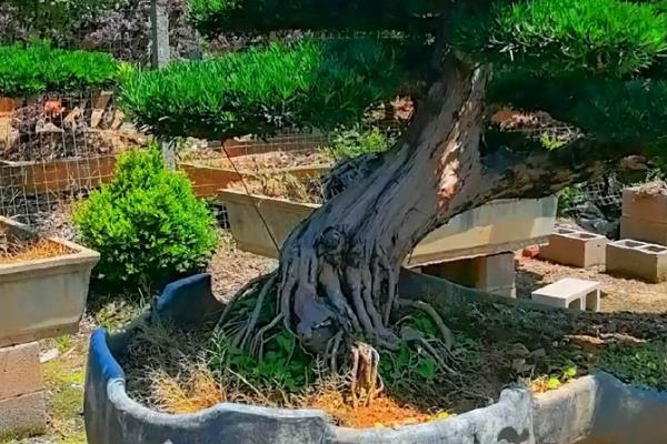 怎么盆栽罗汉松，移植以春季3-4月最好