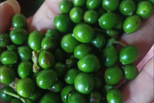 怎么盆栽罗汉松，移植以春季3-4月最好