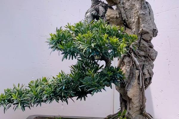 怎么盆栽罗汉松，移植以春季3-4月最好