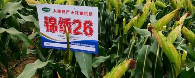 锦绣26玉米种简介，适宜在6月3日至18日播种