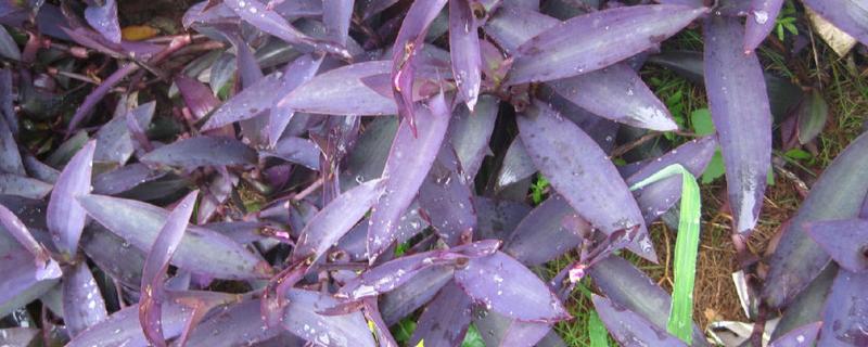 紫鸭跖草叶子反卷枯萎怎么办,要注意保持温暖环境