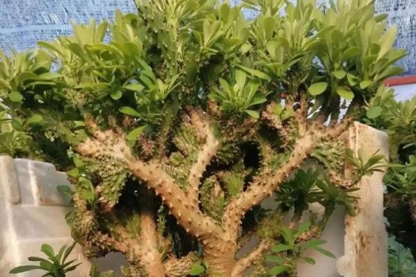 夏天麒麟掌的养殖方法,需要做好遮阳措施