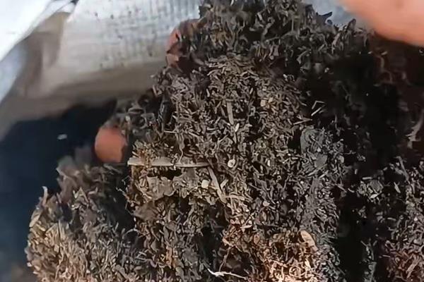 夏天麒麟掌的养殖方法,需要做好遮阳措施