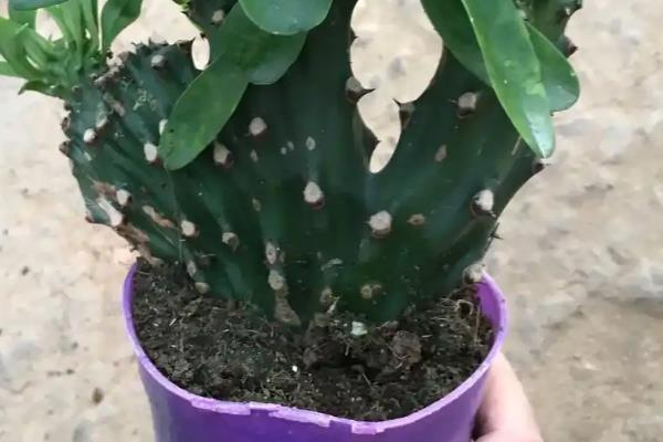 夏天麒麟掌的养殖方法,需要做好遮阳措施