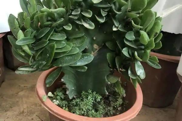 夏天麒麟掌的养殖方法,需要做好遮阳措施