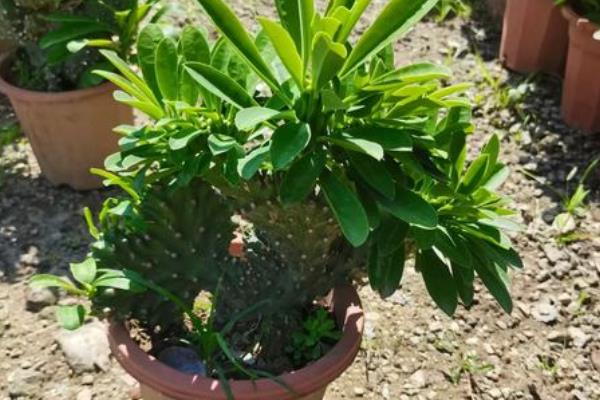 夏天麒麟掌的养殖方法,需要做好遮阳措施