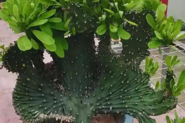 夏天麒麟掌的养殖方法,需要做好遮阳措施