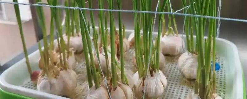 有哪些蔬菜适合在家水培,推荐胡萝卜、大葱等