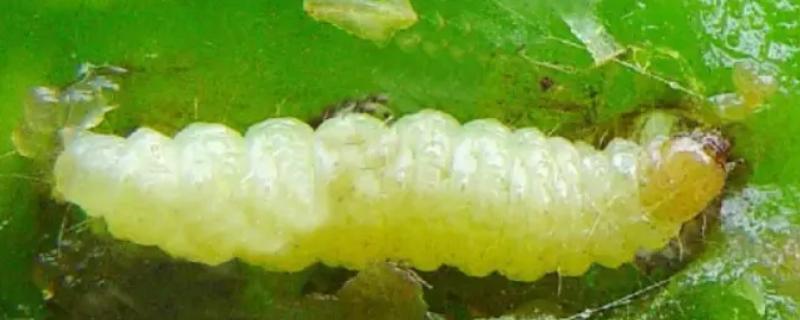 豆角钻心虫的农业防治方法，需及时摘除被害的卷叶和豆荚