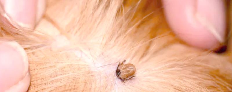蜱虫在狗体内会引起哪些疾病，会引起埃立克体病、落基山斑疹热等