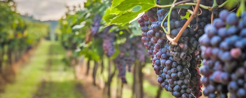 葡萄的防寒措施，可埋土防寒