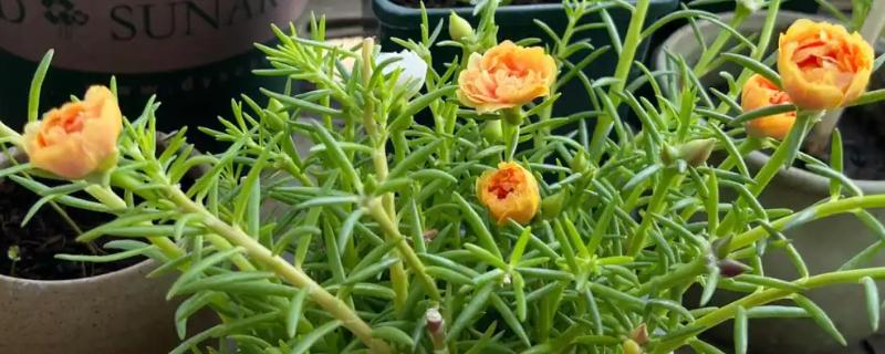 太阳花如何浇水，不同季节的浇水方法不同