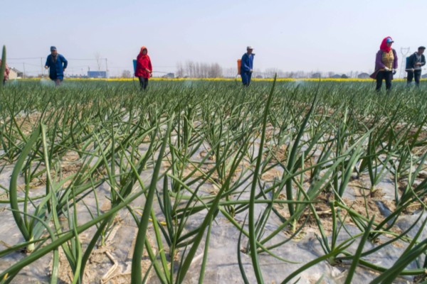 大蒜除草用哪种除草剂，可用乙草胺、二甲戊灵等
