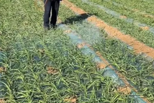 大蒜除草用哪种除草剂，可用乙草胺、二甲戊灵等
