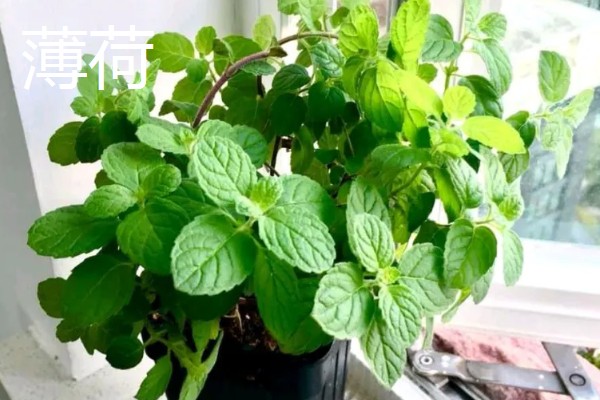 香草有哪些品种，常见的有薄荷、百里香等