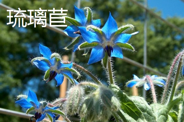 香草有哪些品种，常见的有薄荷、百里香等