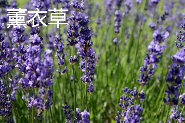 香草有哪些品种，常见的有薄荷、百里香等