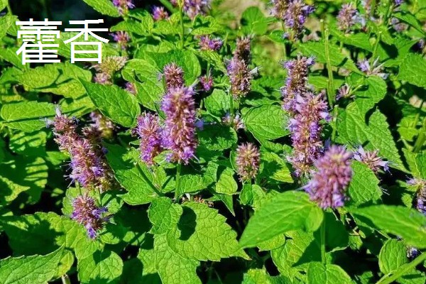 香草有哪些品种，常见的有薄荷、百里香等