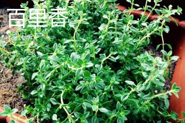 香草有哪些品种，常见的有薄荷、百里香等