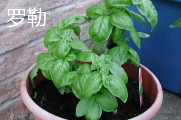 香草有哪些品种，常见的有薄荷、百里香等