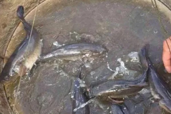 笋壳鱼能不能养，养殖笋壳鱼是十分普遍的