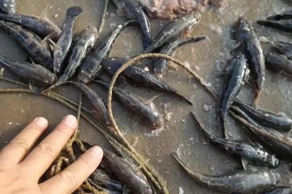 笋壳鱼能不能养，养殖笋壳鱼是十分普遍的