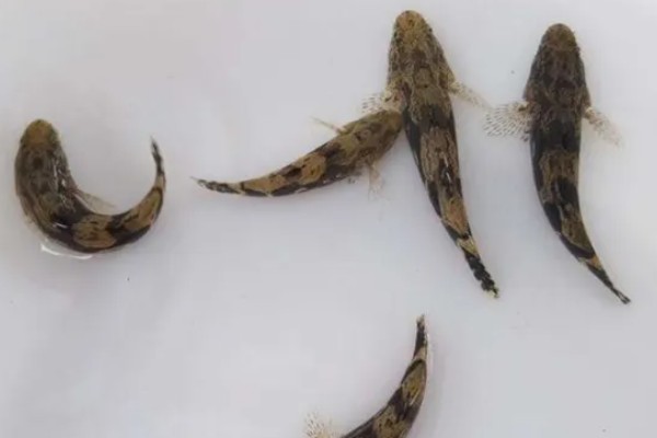 笋壳鱼能不能养，养殖笋壳鱼是十分普遍的