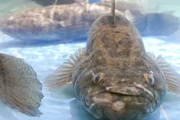 笋壳鱼能不能养，养殖笋壳鱼是十分普遍的