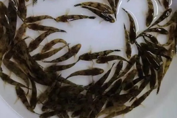 笋壳鱼能不能养，养殖笋壳鱼是十分普遍的