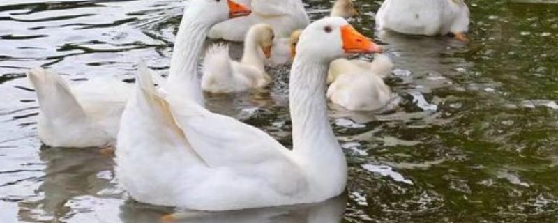 三花鹅养几个月会下蛋，养一年左右才会产蛋