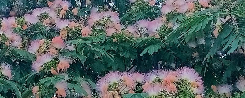 合欢树与芙蓉树的区别，二者没有区别