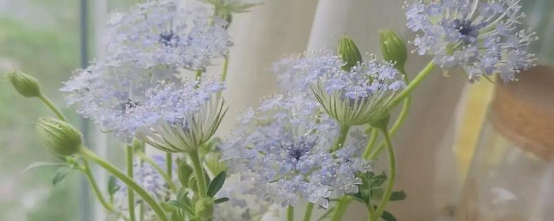 翠珠花水养可以养多长时间，可以养2-3个月