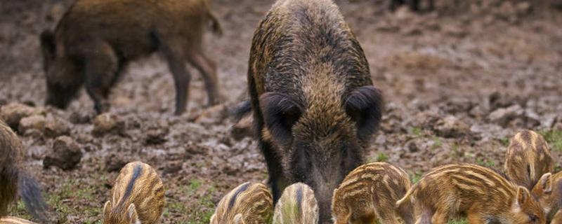 野猪吃庄稼怎么处理,可以设置围墙