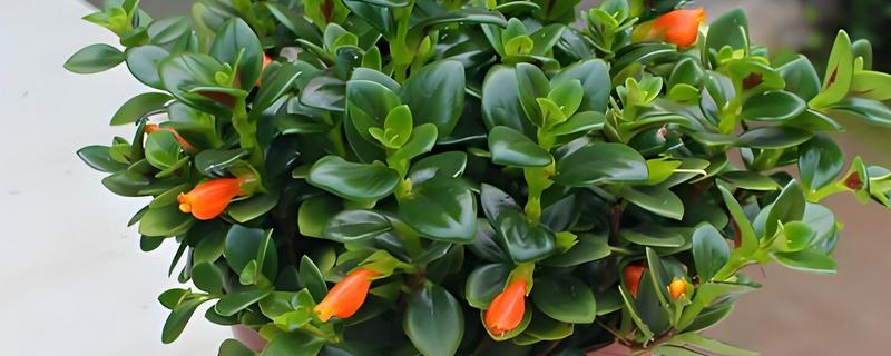 金鱼吊兰怕不怕冷,金鱼吊兰不耐寒