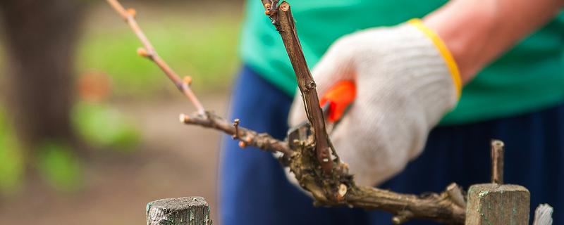 怎么修剪葡萄树,不同季节的修剪方法不同