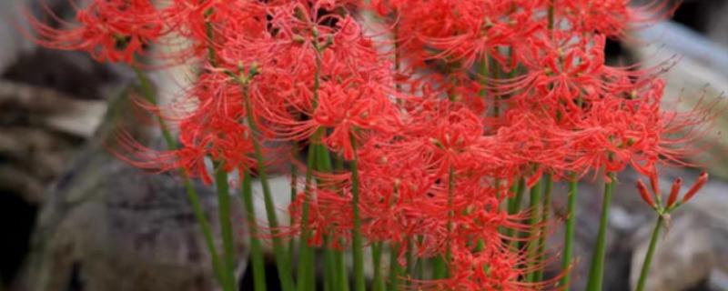 夏天可以种彼岸花吗，夏天是不宜种植的