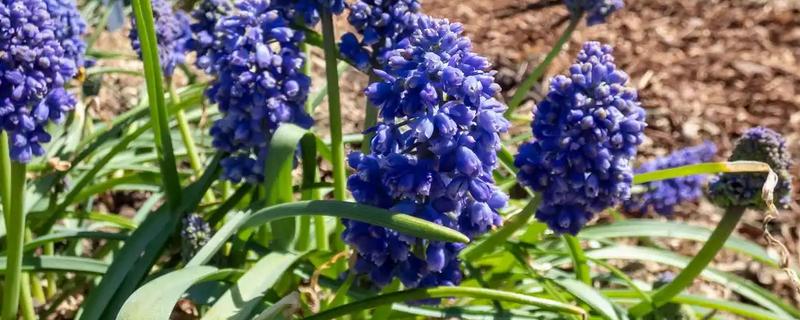 风信子长太高了怎么处理,需设立支架