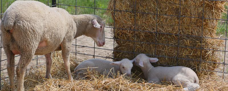 羊吐草沫的原因,是一种正常生理功能