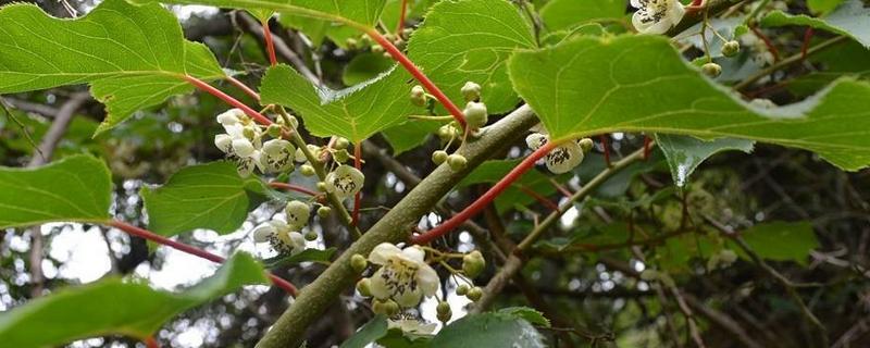 木天蓼是哪种植物，是猕猴桃属植物