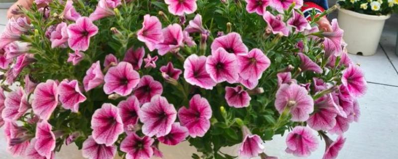 一年生的花卉有什么特点，以种子繁殖为主