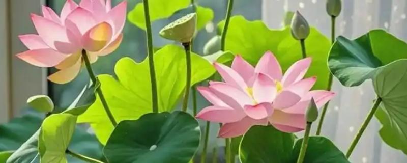 水培荷花没有土可以吗，不宜没有土