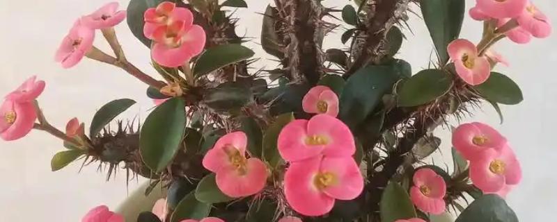 有哪些耐旱又好成活的植物,常见的有仙人掌、虎刺梅等