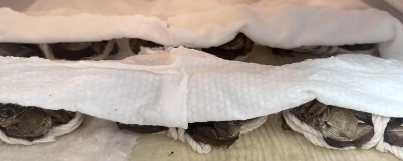 螃蟹死了多长时间就不能吃了,要根据保存的环境而定