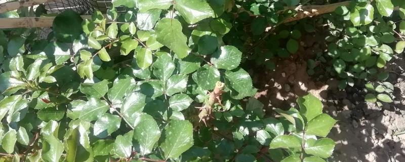 月季花怎样过冬，需增加光照、修剪枝叶等